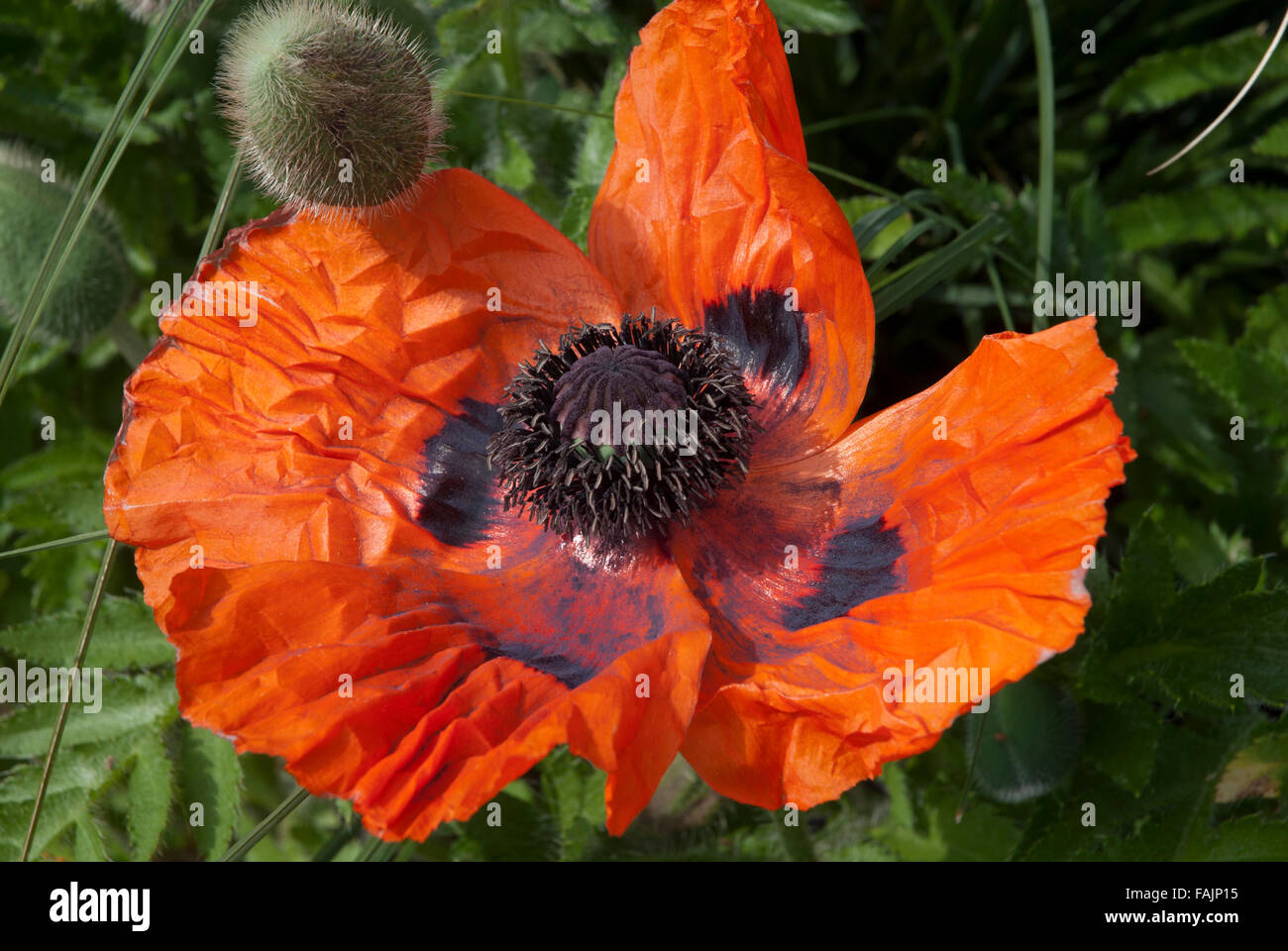 Red poppy Papaver in a garden in Bath Somerset England UK Stock Photo