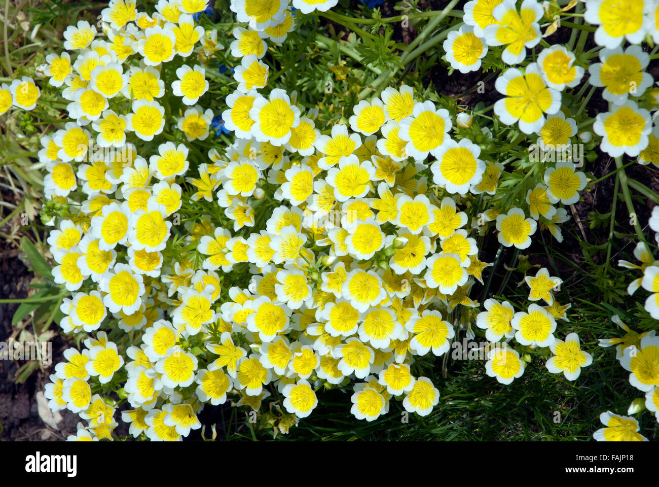 Limnanthes douglasii or poached egg plant, bright yellow flowers Bath Somerset England UK Stock Photo