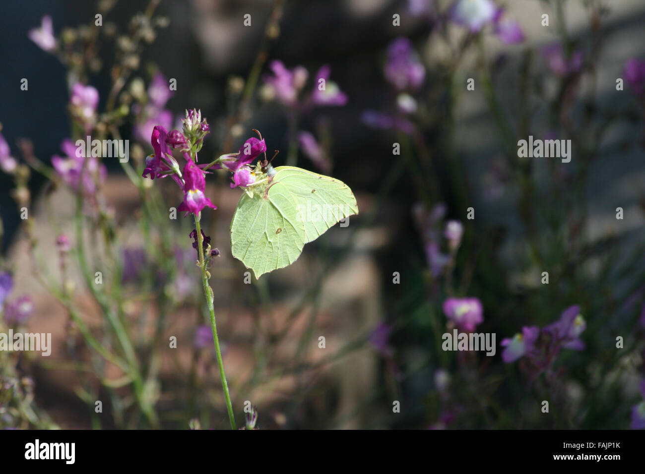 Female brimstone butterfly (Gonepteryx rhamni) feeding on linaria 'fairy bouquet' with folded wings, side view Stock Photo