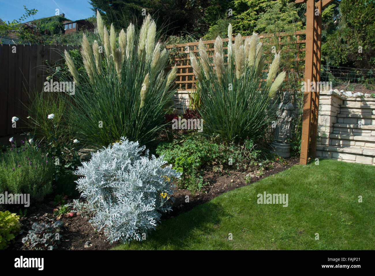 Pampas grasses in a suburban back garden, Bath Spa, Somerset England UK Stock Photo