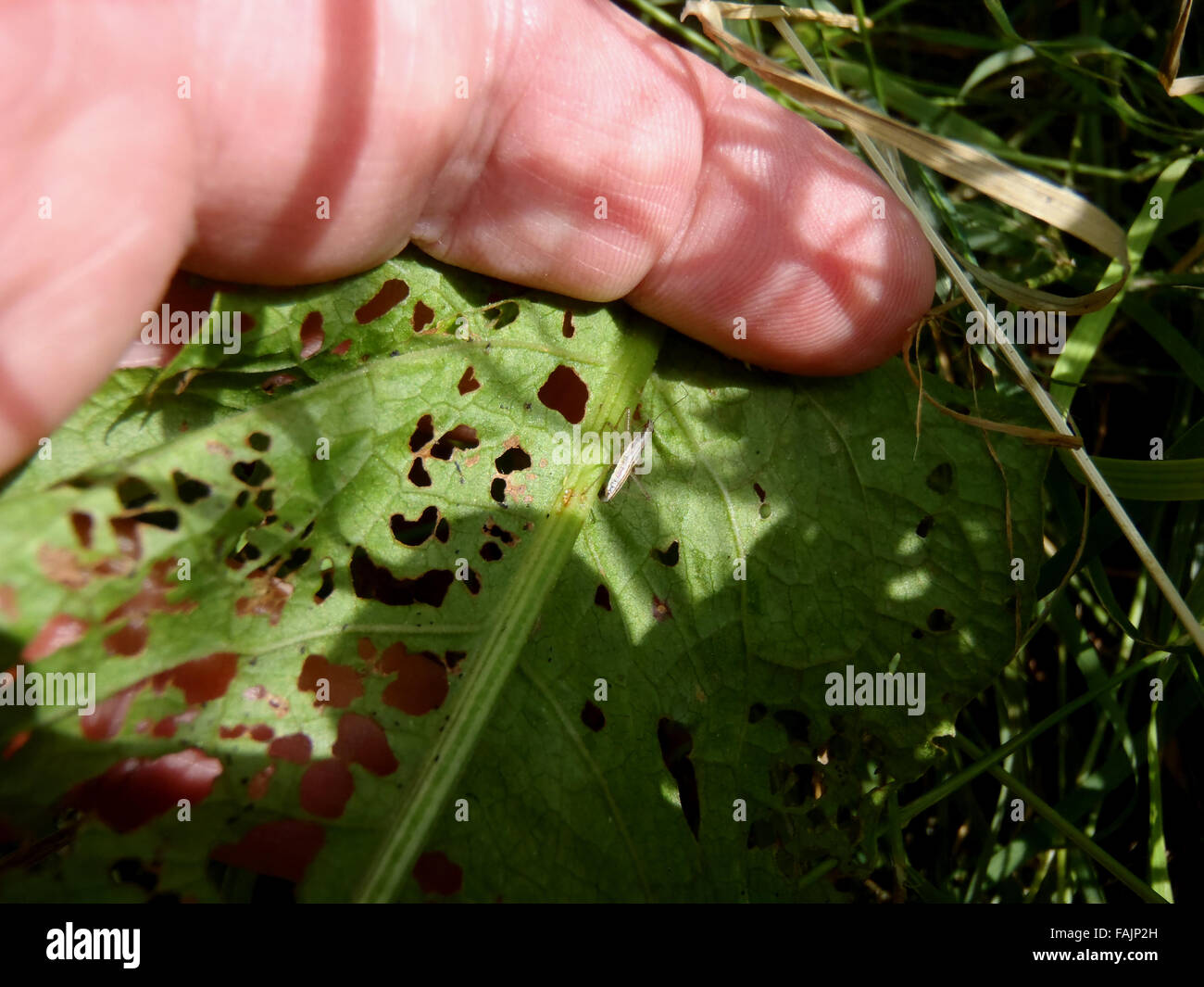 Marsh damsel bug (Nabis limbatus) on underside of dock leaf (Rumex obtusifolius) held in photographer's hand Stock Photo