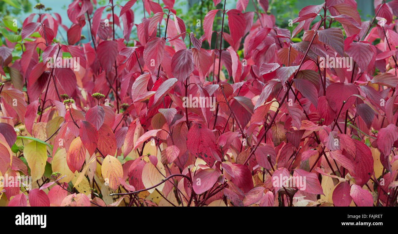 Cornus alba Sibirica. Red barked dogwood in autumn Stock Photo