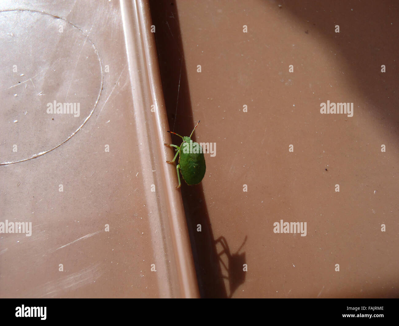 Nymph of green shield bug (Palomena prasina) with shadow on lid of brown wheely bin Stock Photo
