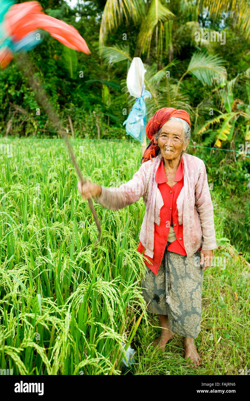 Ubdu, Bali, Indonesia, An elderly woman working in the rice fields Stock Photo