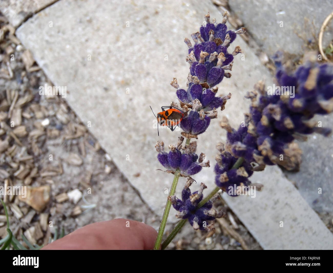 Rear dorsal view of Cinnamon bug (Corizus hyoscyami) on lavender (Lavandula 'Hidcote') flower stems being held by photographer Stock Photo