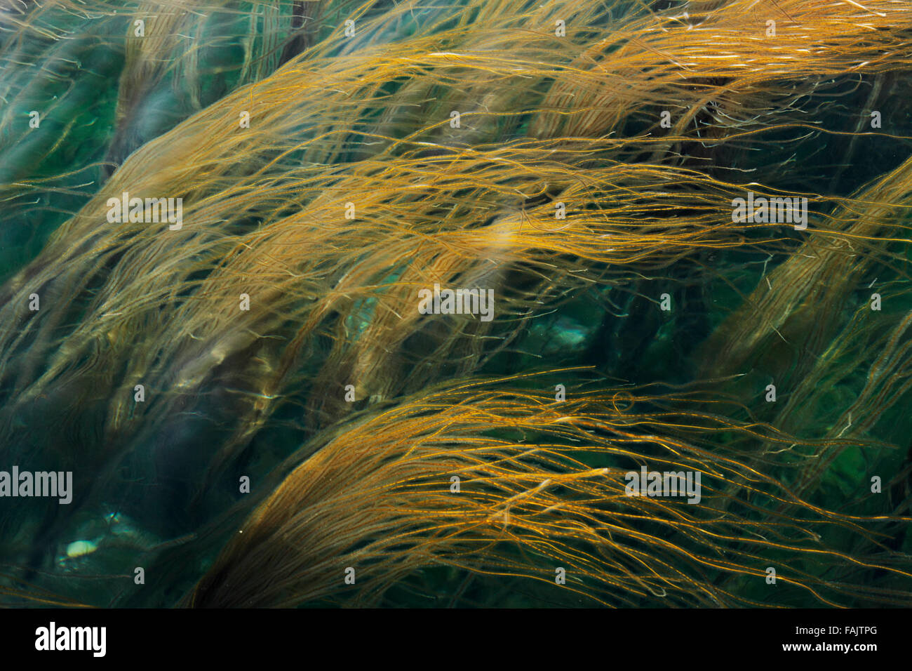 kelp forest at Atlantic coast, Beara Peninsula, County KerrIreland Stock Photo