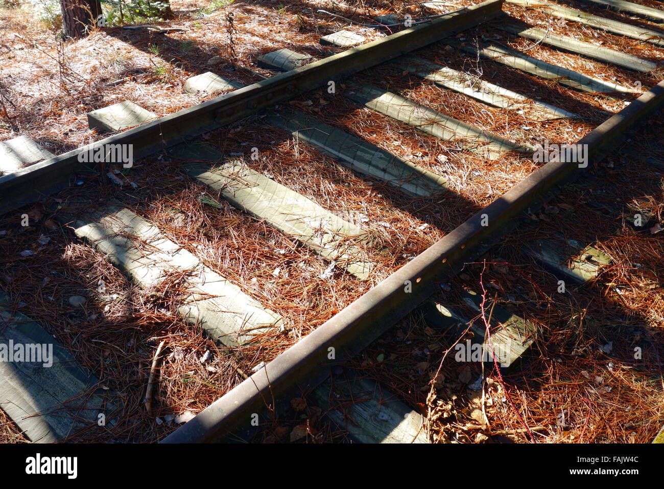 Abandoned railroad track in a wood in Ontario Stock Photo