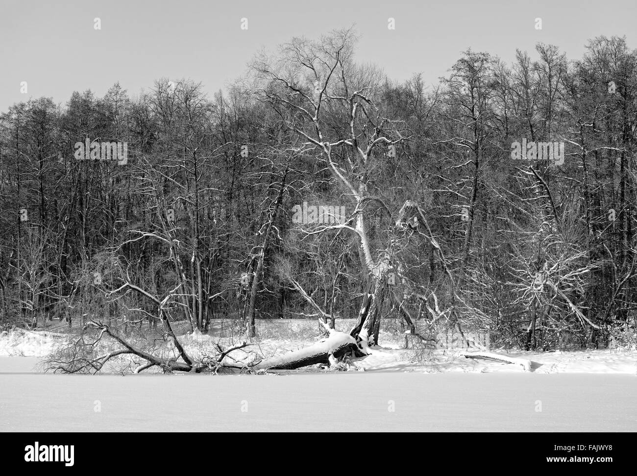 Cold winter forest landscape Black and White Stock Photos & Images - Alamy