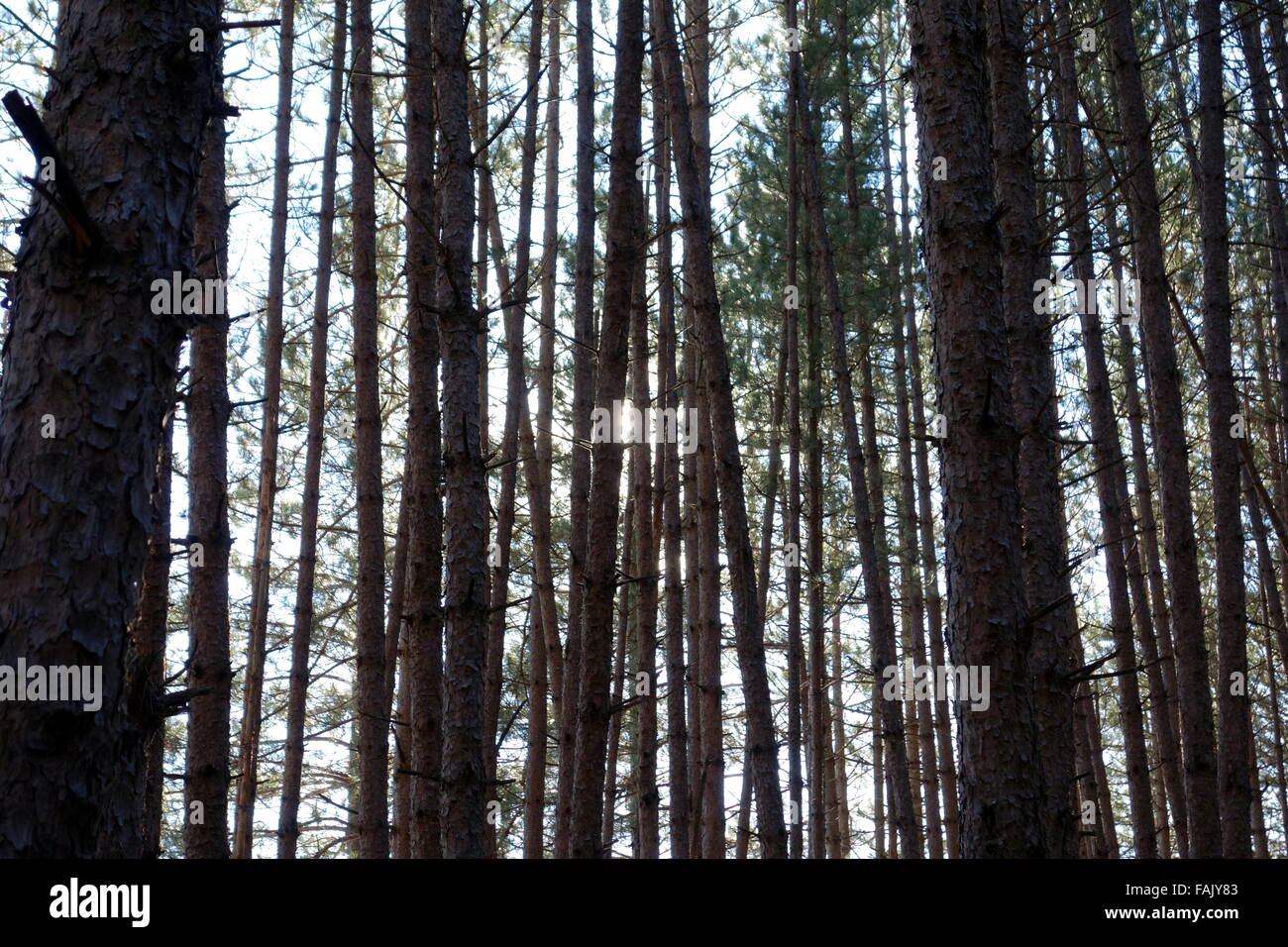 Trees in a forest in Ontario, Canada Stock Photo Alamy