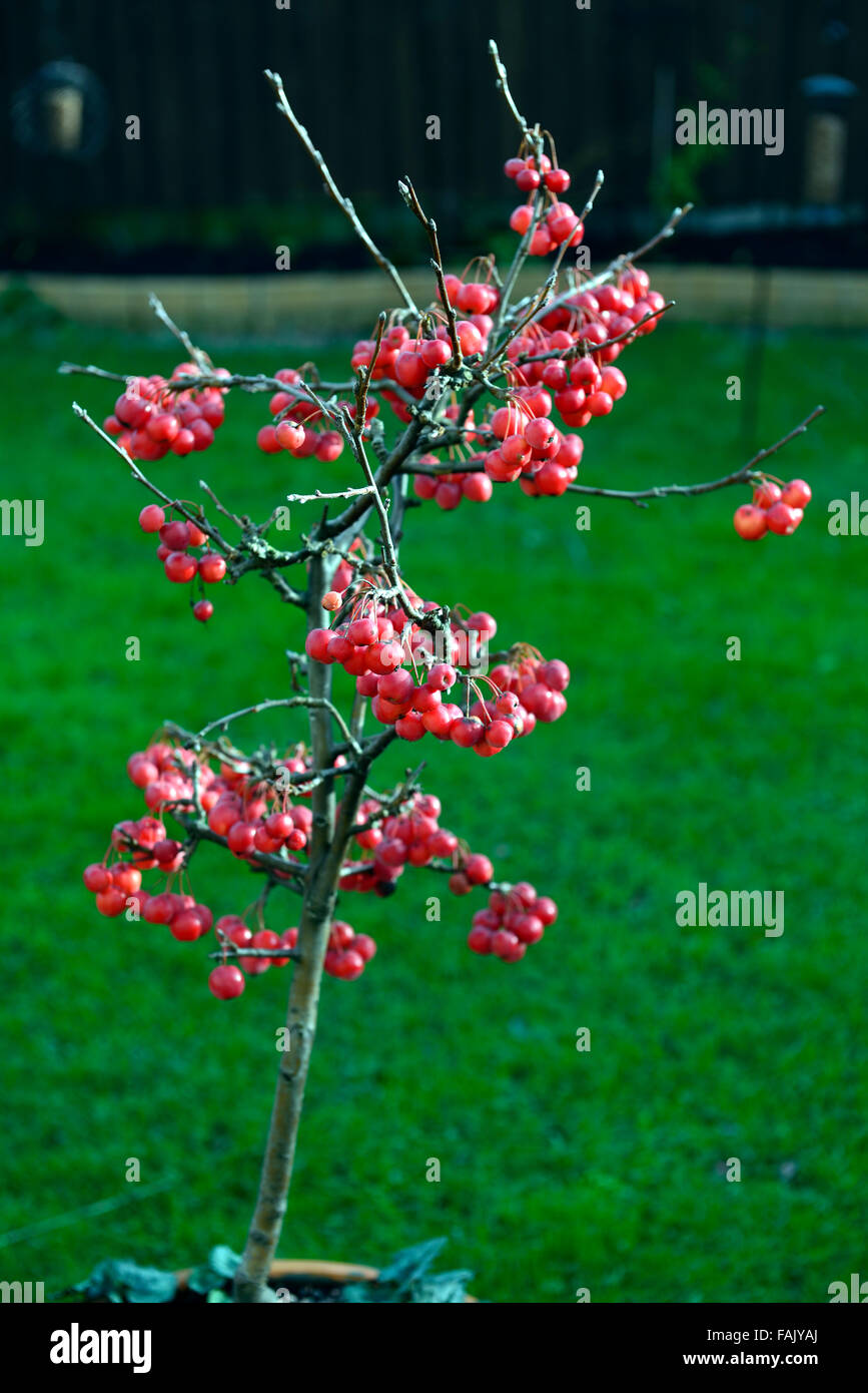 dwarf crab apple tree winter christmas red berry berries apples crabs