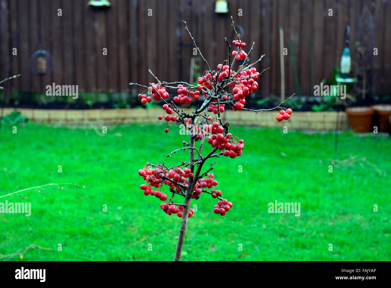 dwarf crab apple tree winter christmas red berry berries apples crabs