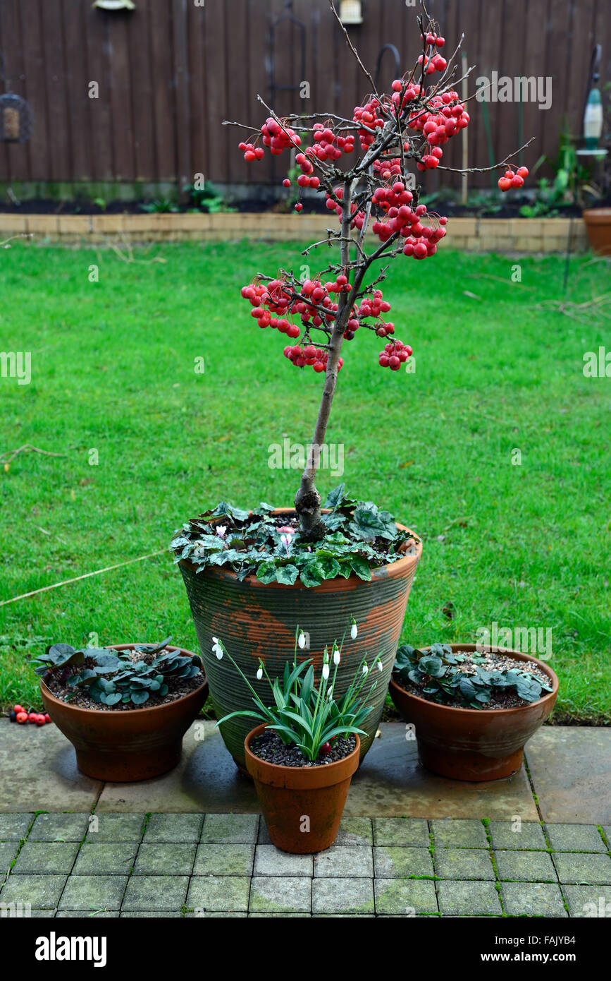 M27 dwarf rootstock apple hires stock photography and images Alamy