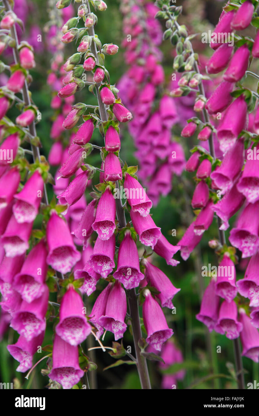 Foxgloves, Latin Digitalis purpurea Stock Photo Alamy