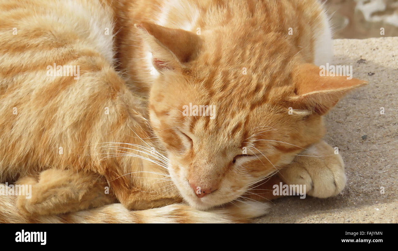 SLEEPING TABBY CAT. Photo Tony Gale Stock Photo