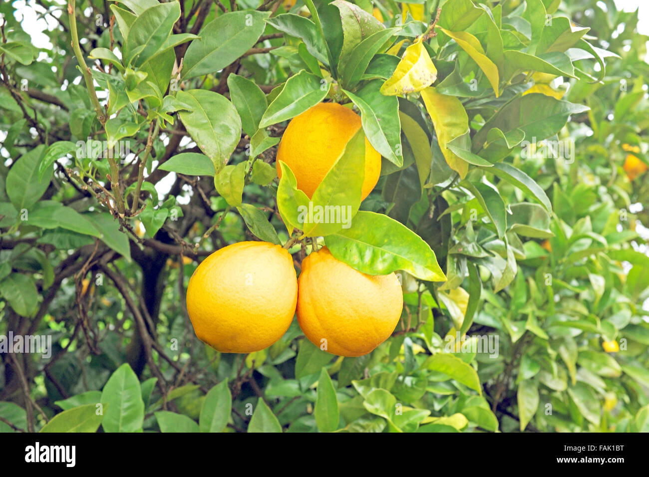 Ripe oranges on an orange tree Stock Photo Alamy