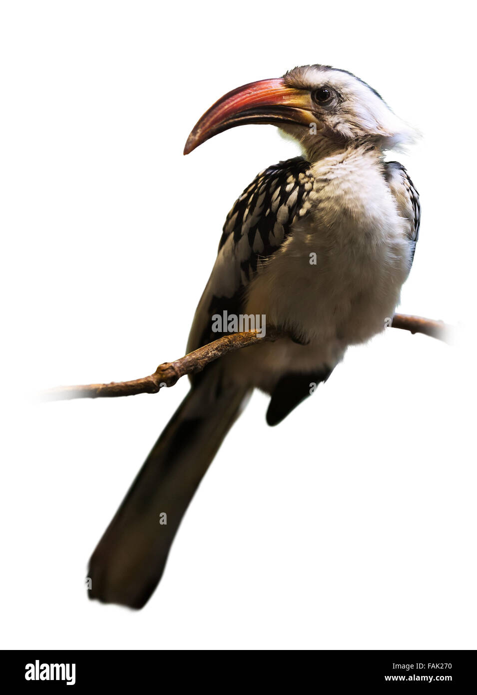 Red-billed hornbill. Isolated over white Stock Photo