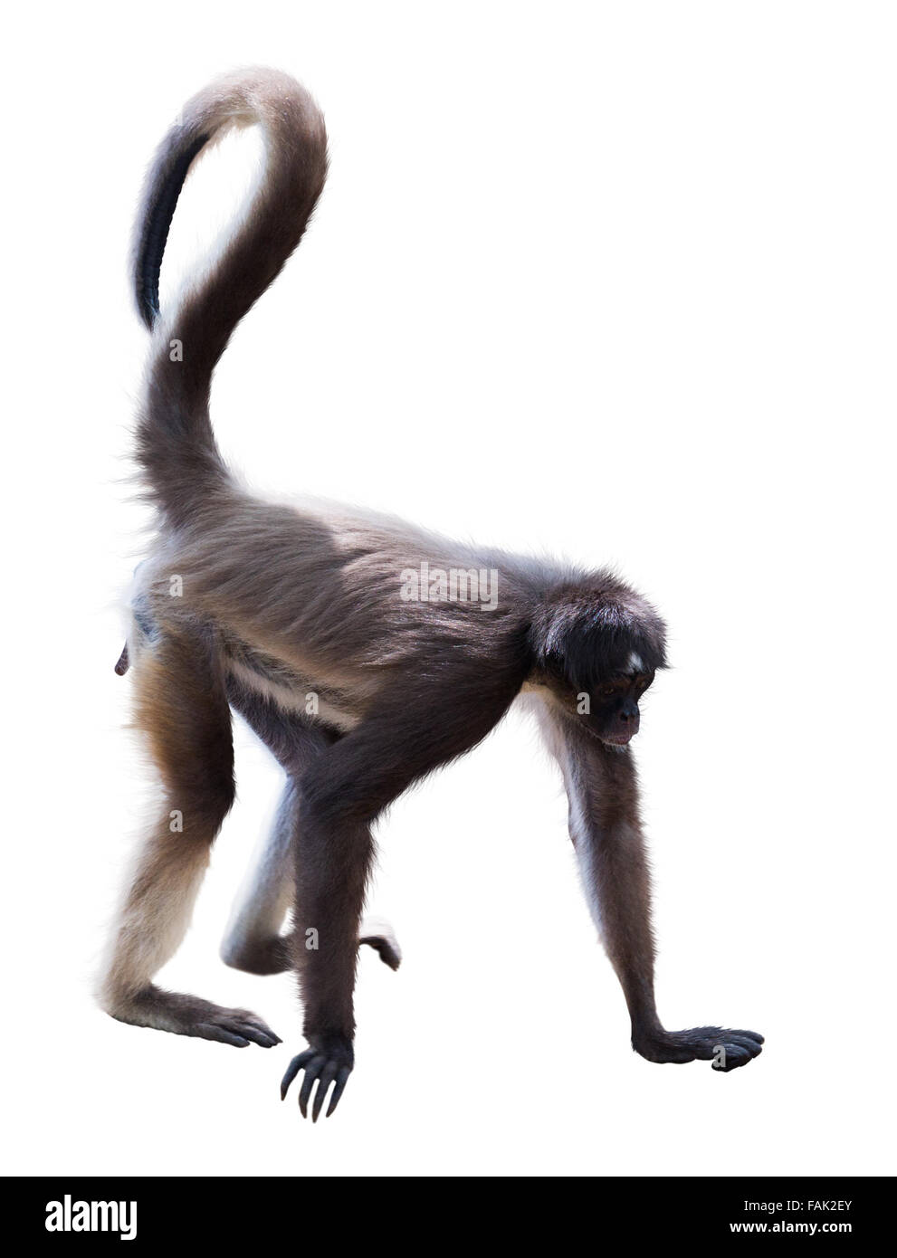 Long-haired spider monkey. Isolated over white Stock Photo