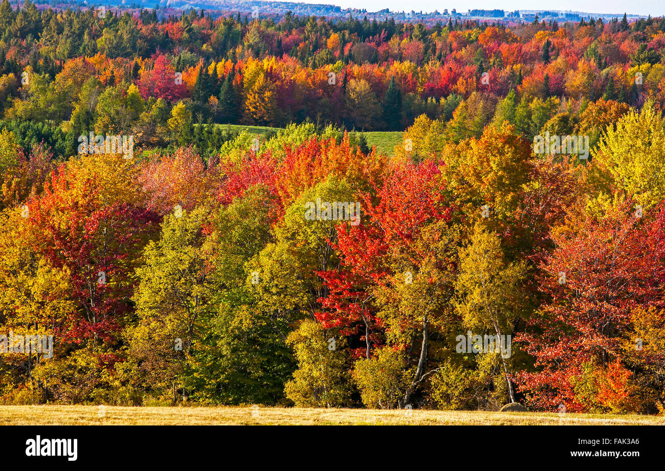 Autumn colours, trees and hayfield, Eastern Townships, Foster, Quebec, Canada Stock Photo