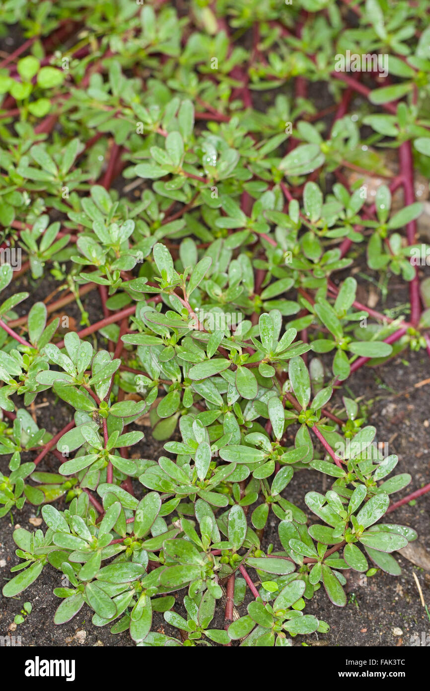 Common purslane, verdolaga, pigweed, little hogweed, pursley, Portulak,  Gemüse-Portulak, Sommerportulak, Portulaca oleracea Stock Photo - Alamy