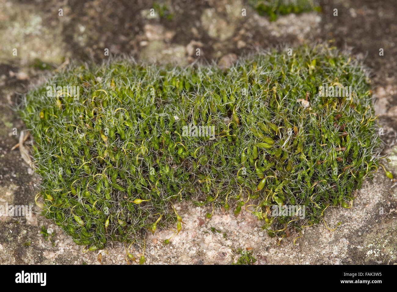 Pulvinate dry rock moss, Polster-Kissenmoos, Polsterkissenmoos, Gemeines Kissenmoos, Grimmia pulvinata, Grimmia en coussin Stock Photo
