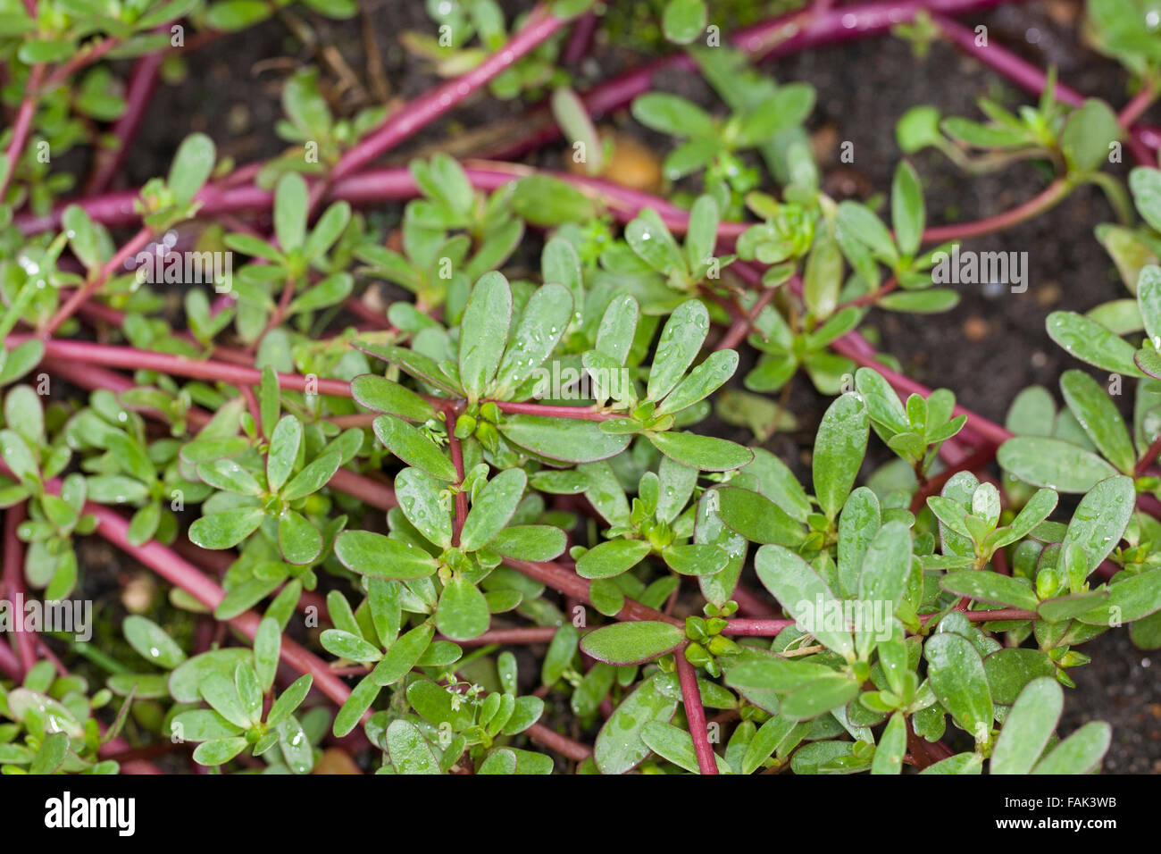 Common purslane, verdolaga, pigweed, little hogweed, pursley, Portulak, Gemüse-Portulak, Sommerportulak, Portulaca oleracea Stock Photo