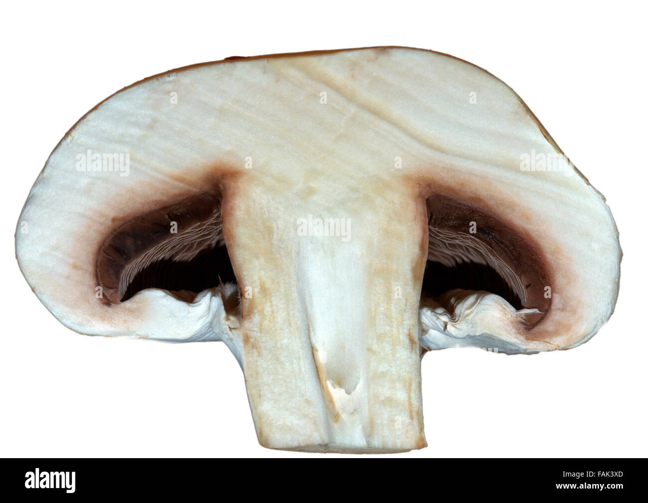 Halved mushroom (Agaricus) Stock Photo