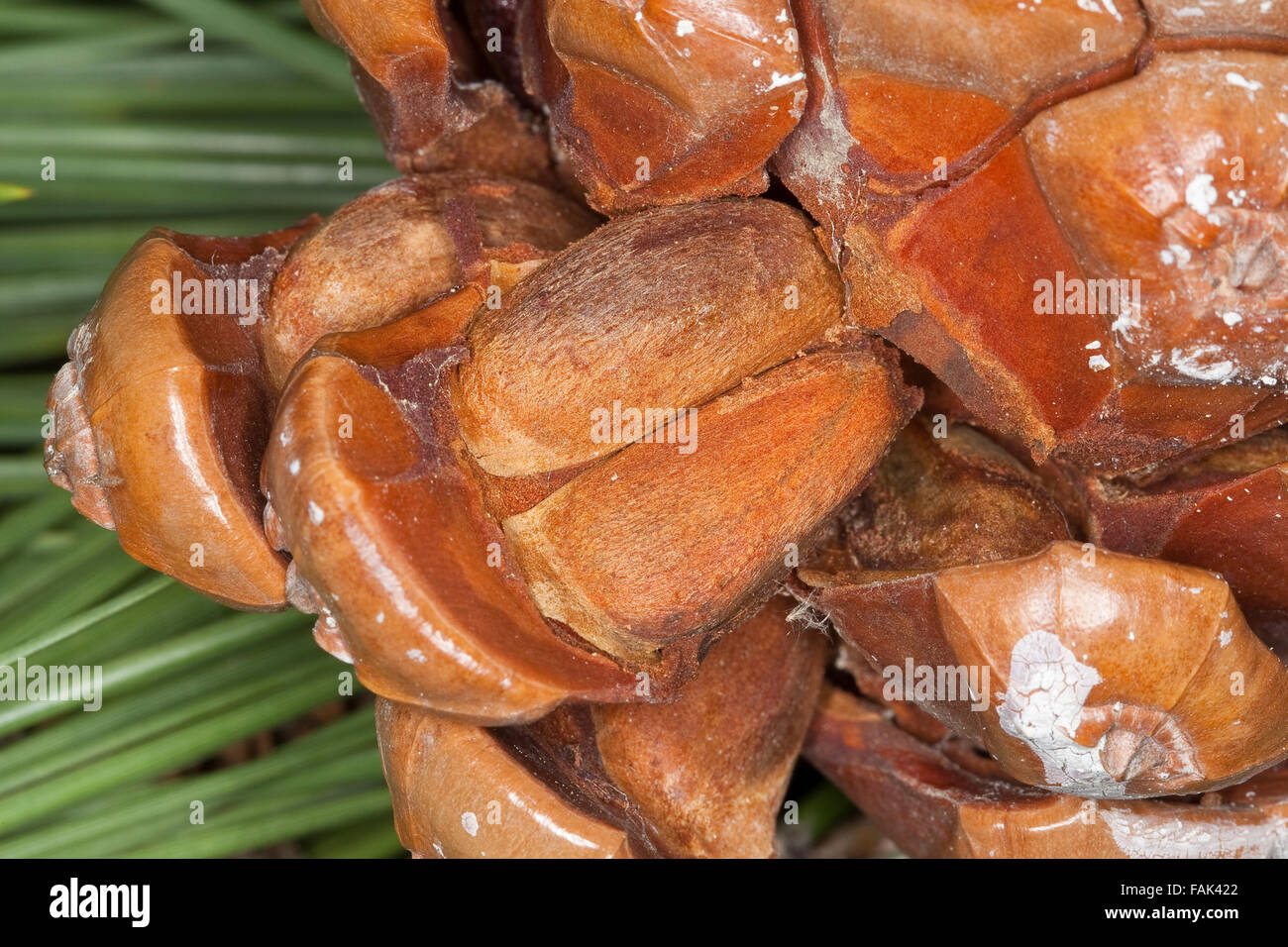 Stone Pine, Umbrella Pine, Pine nuts, seeds, Pine-nut, Pinienkern, Pinienkerne, Pinie, Schirmkiefer, Pinienzapfen, Pinus pinea Stock Photo