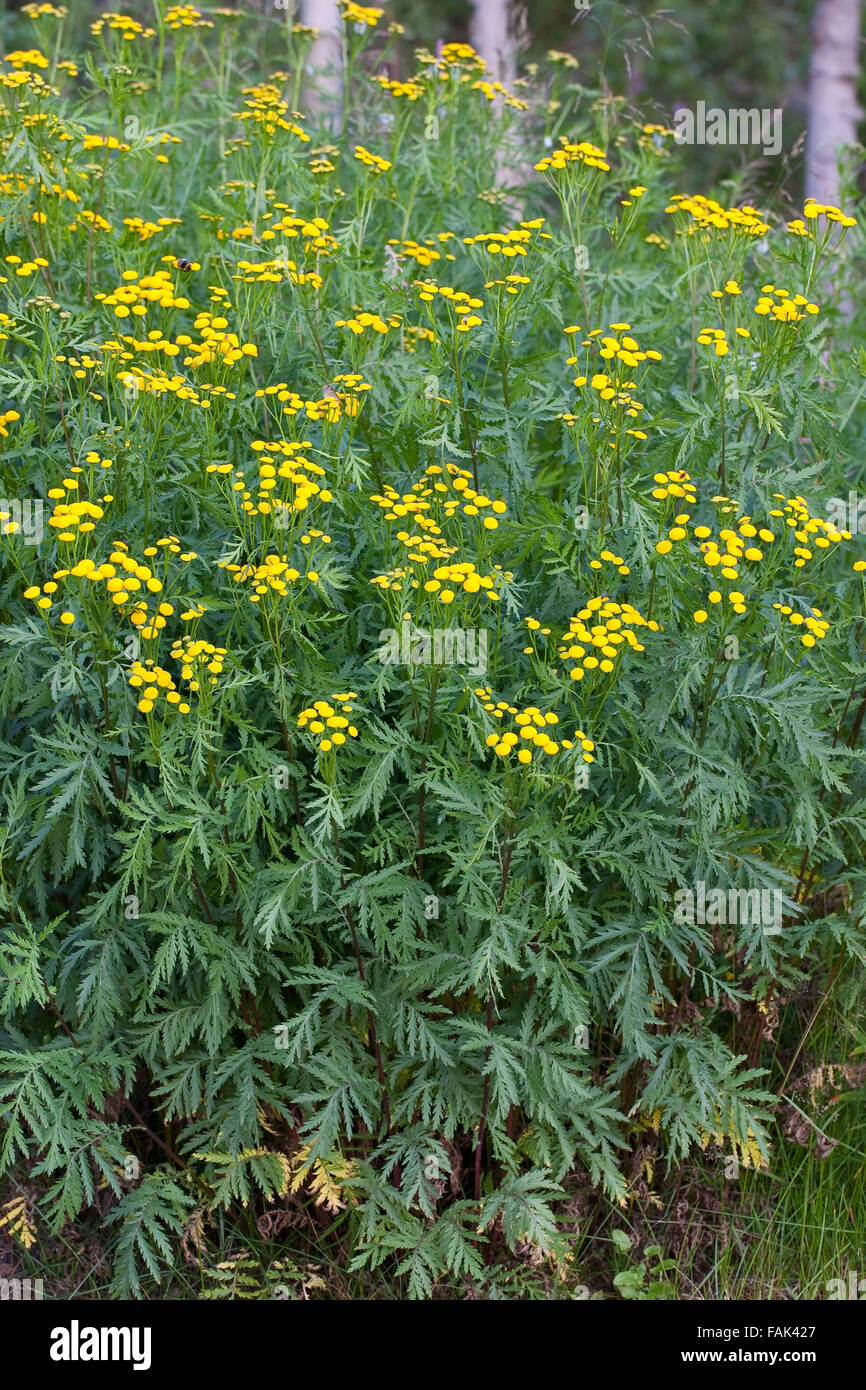 Farn hi-res stock photography and images - Page 5 - Alamy
