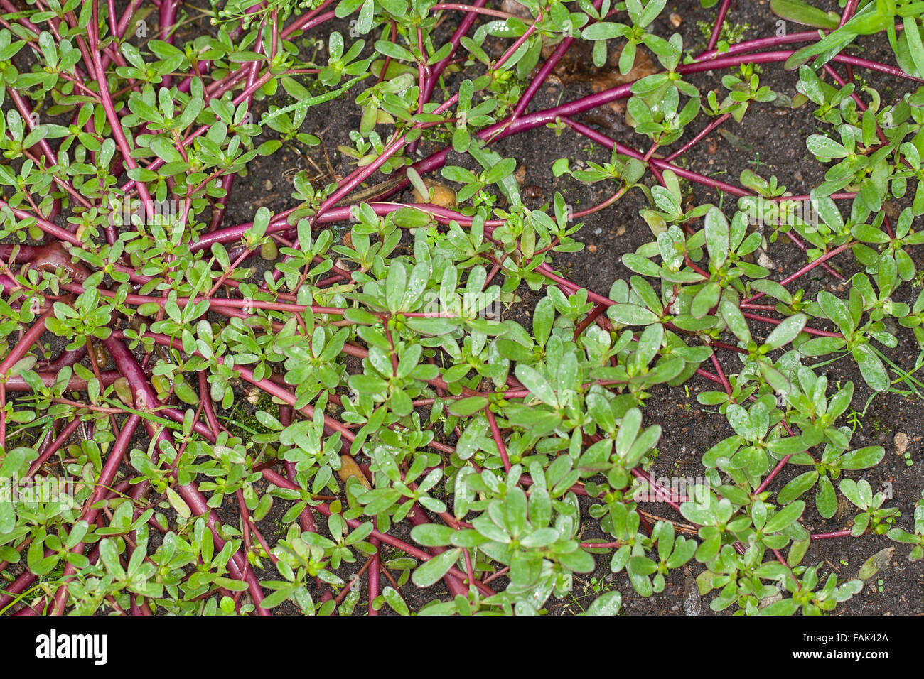 Common purslane, verdolaga, pigweed, little hogweed, pursley, Portulak, Gemüse-Portulak, Sommerportulak, Portulaca oleracea Stock Photo