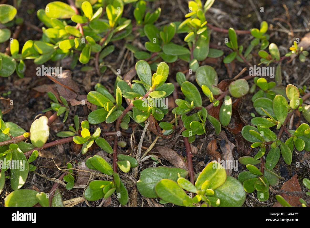 Common purslane, verdolaga, pigweed, little hogweed, pursley, Portulak, Gemüse-Portulak, Sommerportulak, Portulaca oleracea Stock Photo