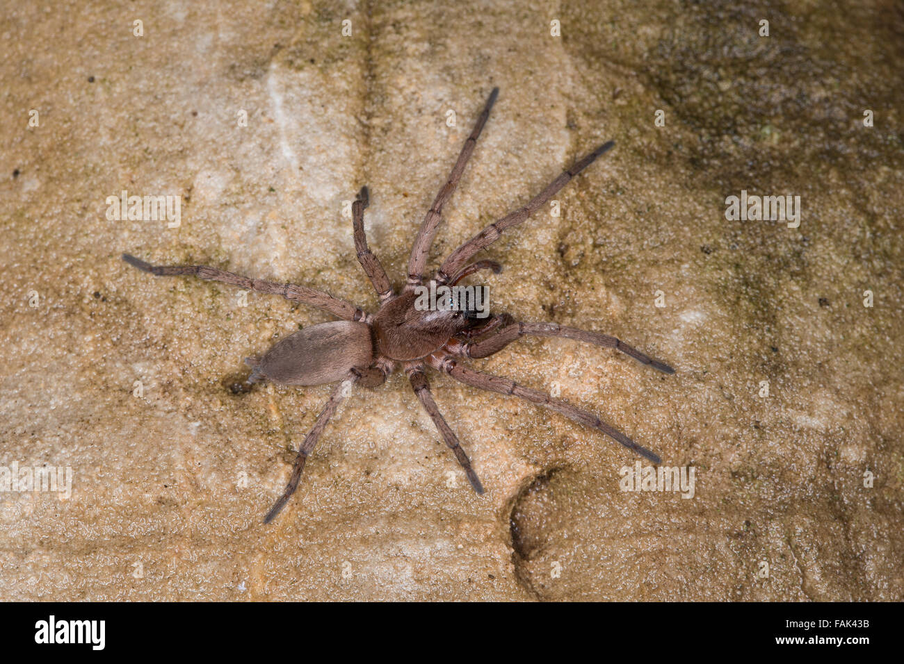 Ground spider, Hunting spider, Plattbauchspinne, Plattbauch-Spinne, Glattbauchspinne, Drassodes sp., Gnaphosidae Stock Photo