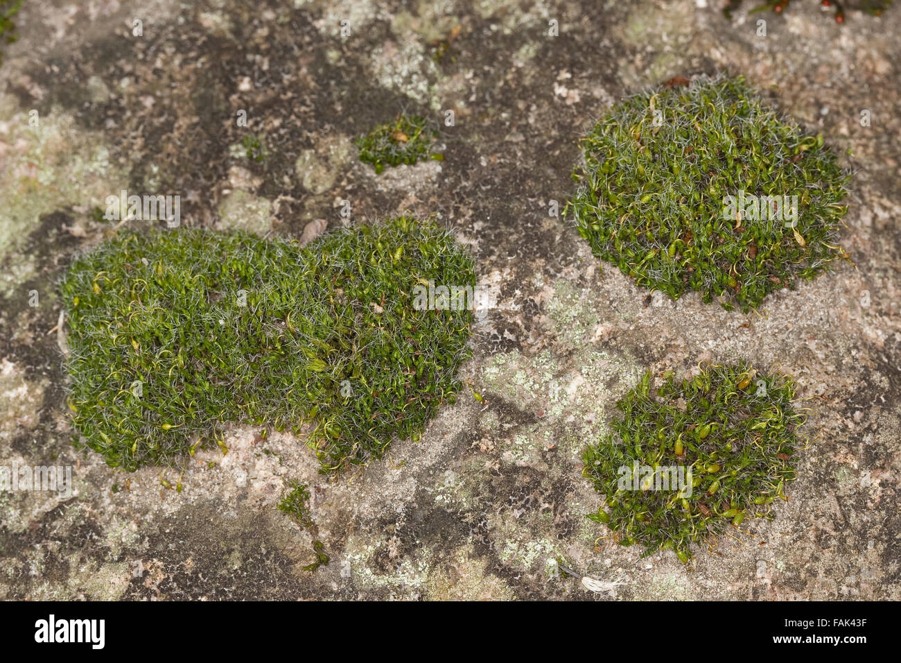 Pulvinate dry rock moss, Polster-Kissenmoos, Polsterkissenmoos, Gemeines Kissenmoos, Grimmia pulvinata, Grimmia en coussin Stock Photo