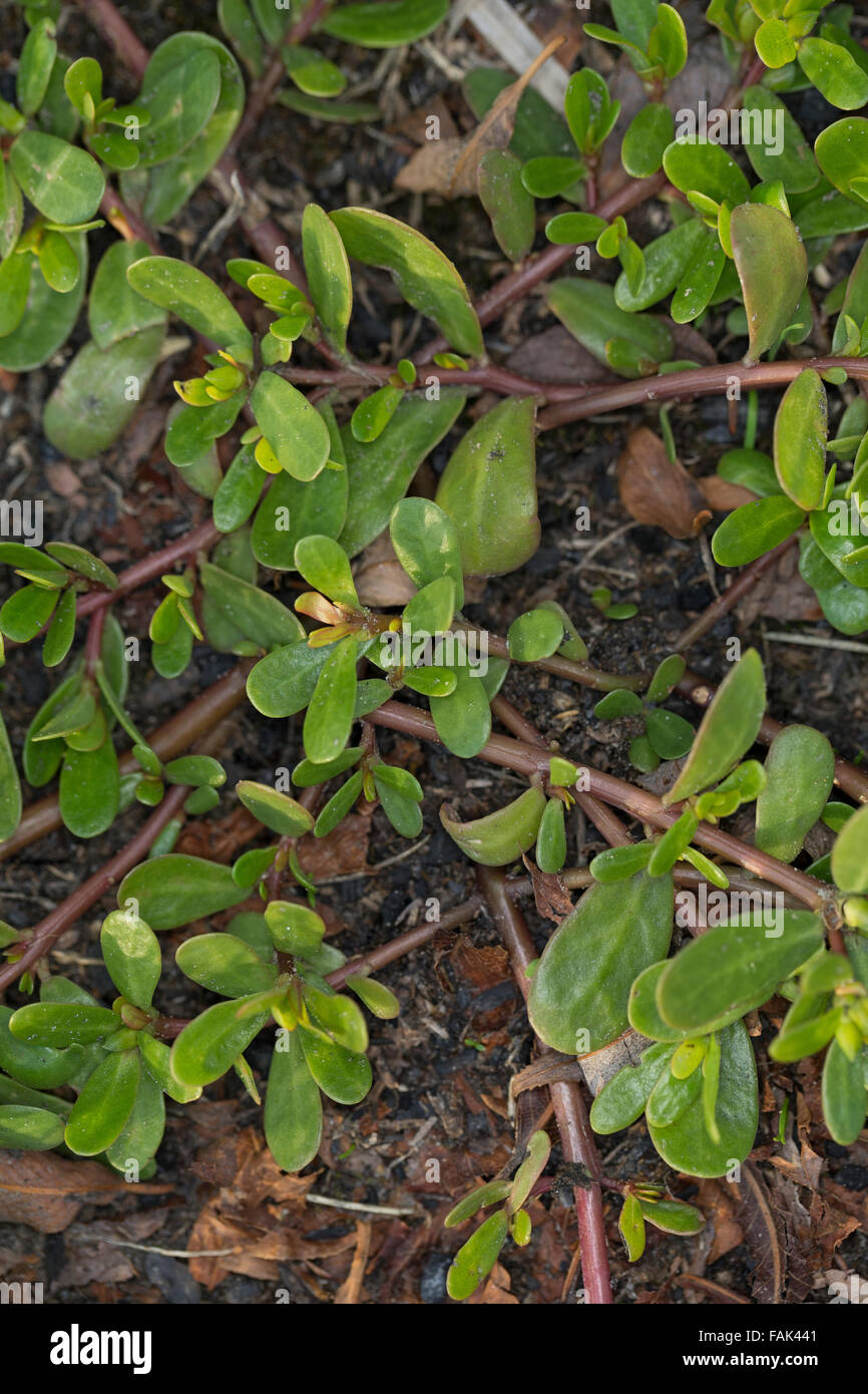 Common purslane, verdolaga, pigweed, little hogweed, pursley, Portulak, Gemüse-Portulak, Sommerportulak, Portulaca oleracea Stock Photo