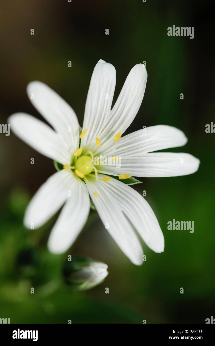 Stitchwort flower hi-res stock photography and images - Alamy