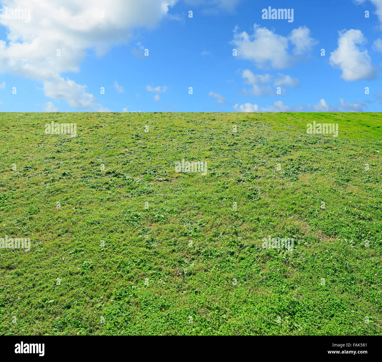 green field under a blue cloudy sky Stock Photo - Alamy