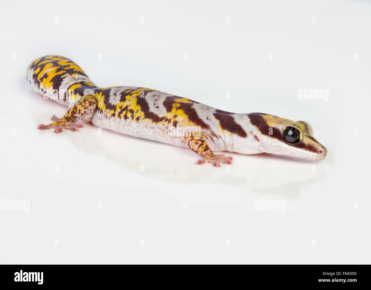 A Castelnau's Velvet Gecko (Oedura Castelnaui) on a white background Stock Photo