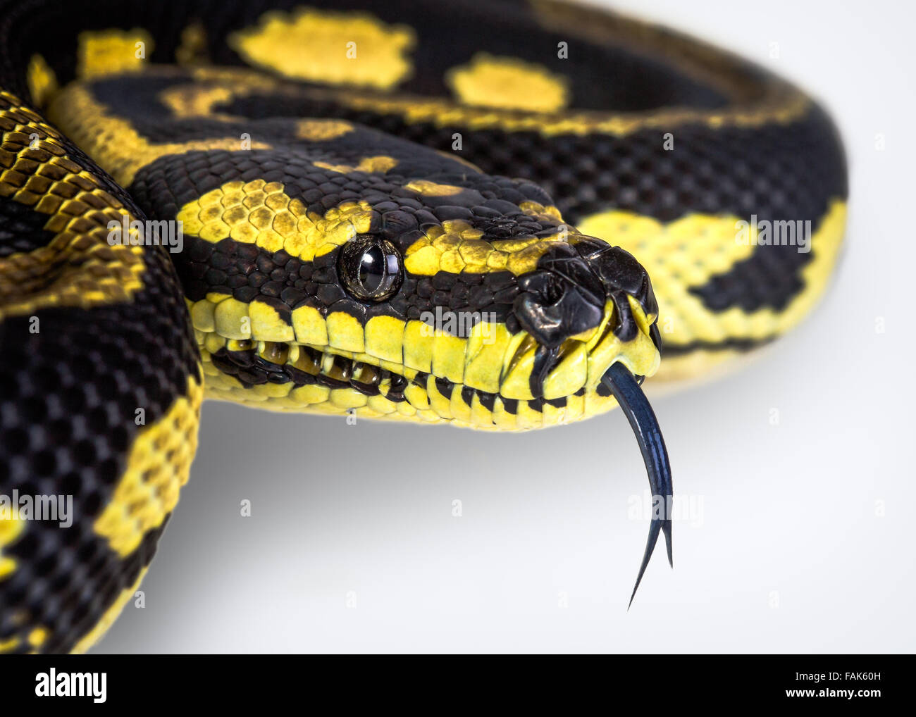 A close up of a jungle carpet python (Morelia spilota cheynei), on a white background. Stock Photo