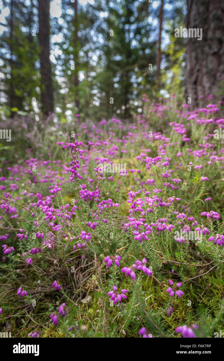 Bell Heather   ( Erica cinerea) in Scottish Forest. Stock Photo