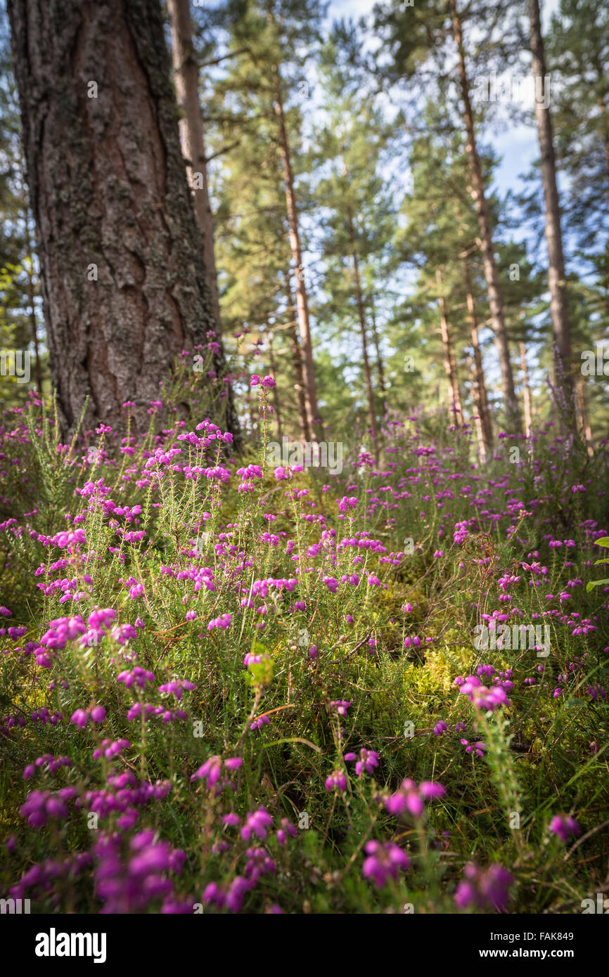 Bell Heather   ( Erica cinerea) in Scottish Forest. Stock Photo