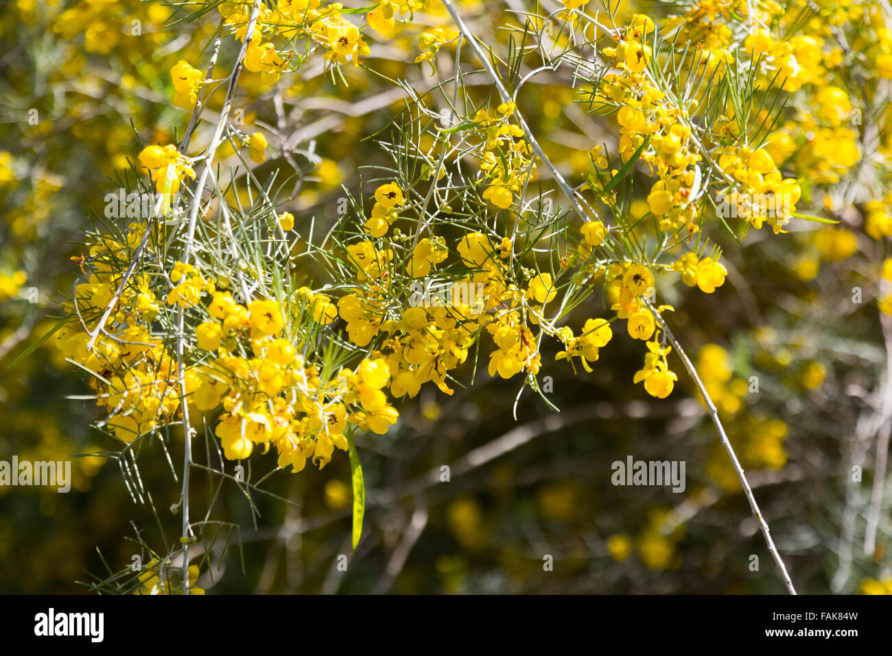 Closeup of blooming Silver Cassia in spring Stock Photo