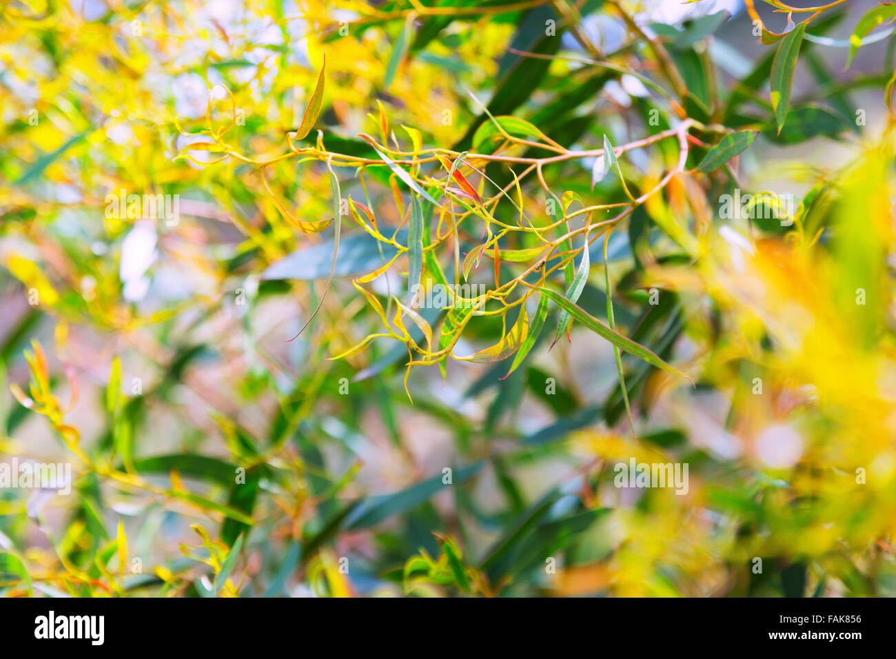 Closeup of  Red mallee (Eucalyptus oleosa) plant  in spring Stock Photo