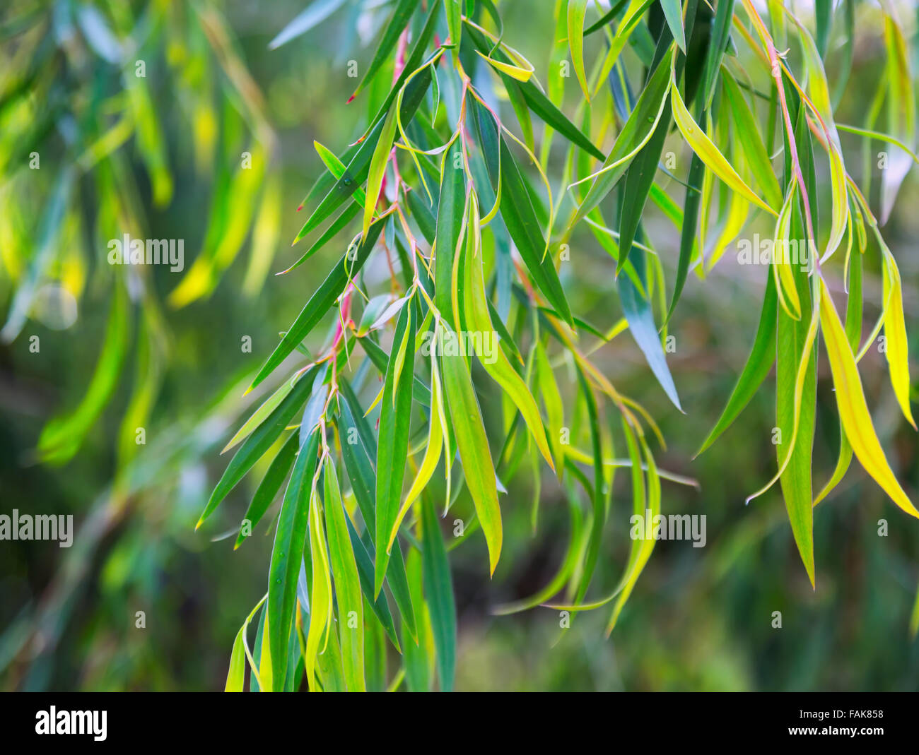 Closeup of  Red mallee plant Stock Photo