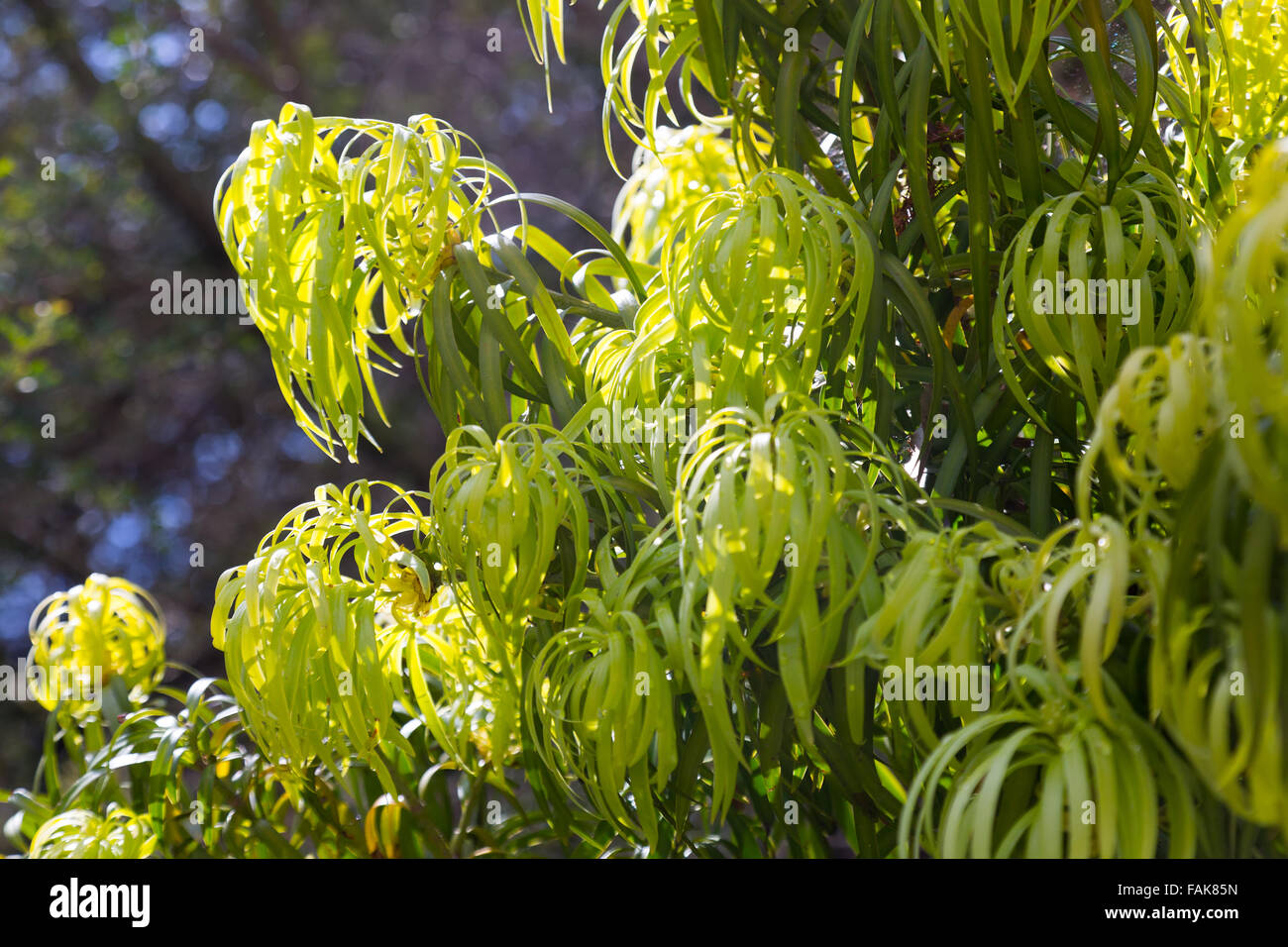 Podocarpus Henkelii (Henkels Yellowwood) plant  in spring Stock Photo