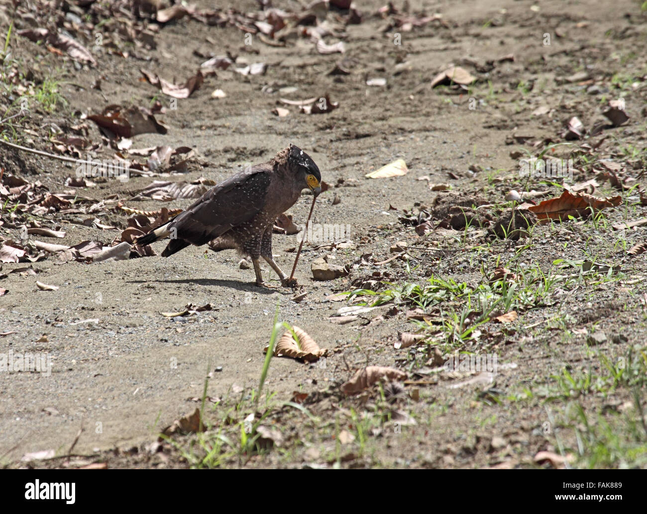 Crested serpent eagle in rainforest in Sabah Borneo Stock Photo - Alamy