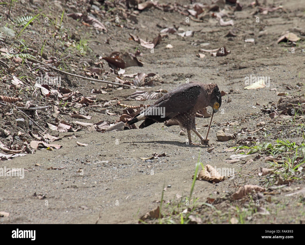 Crested serpent eagle in rainforest in Sabah Borneo Stock Photo Alamy