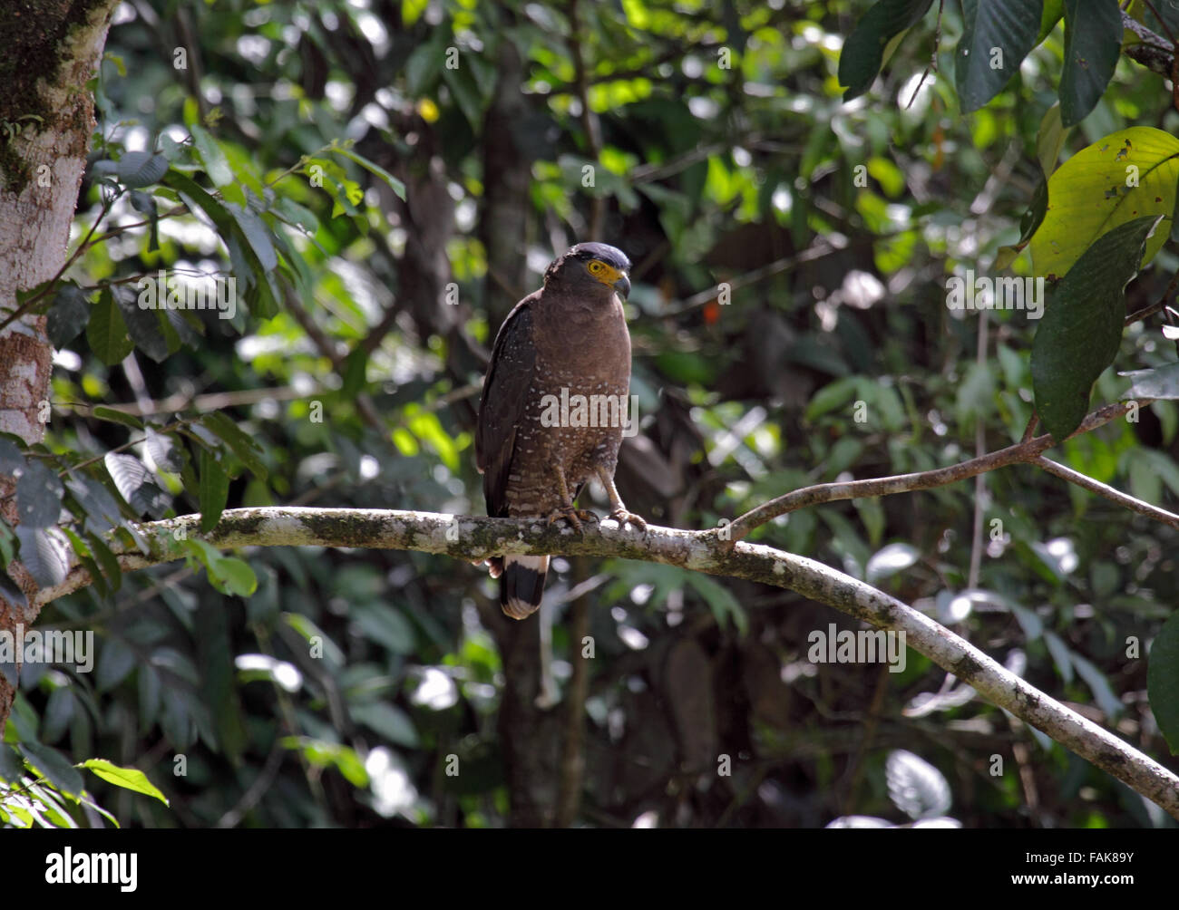 Crested serpent eagle in rainforest in Sabah Borneo Stock Photo - Alamy