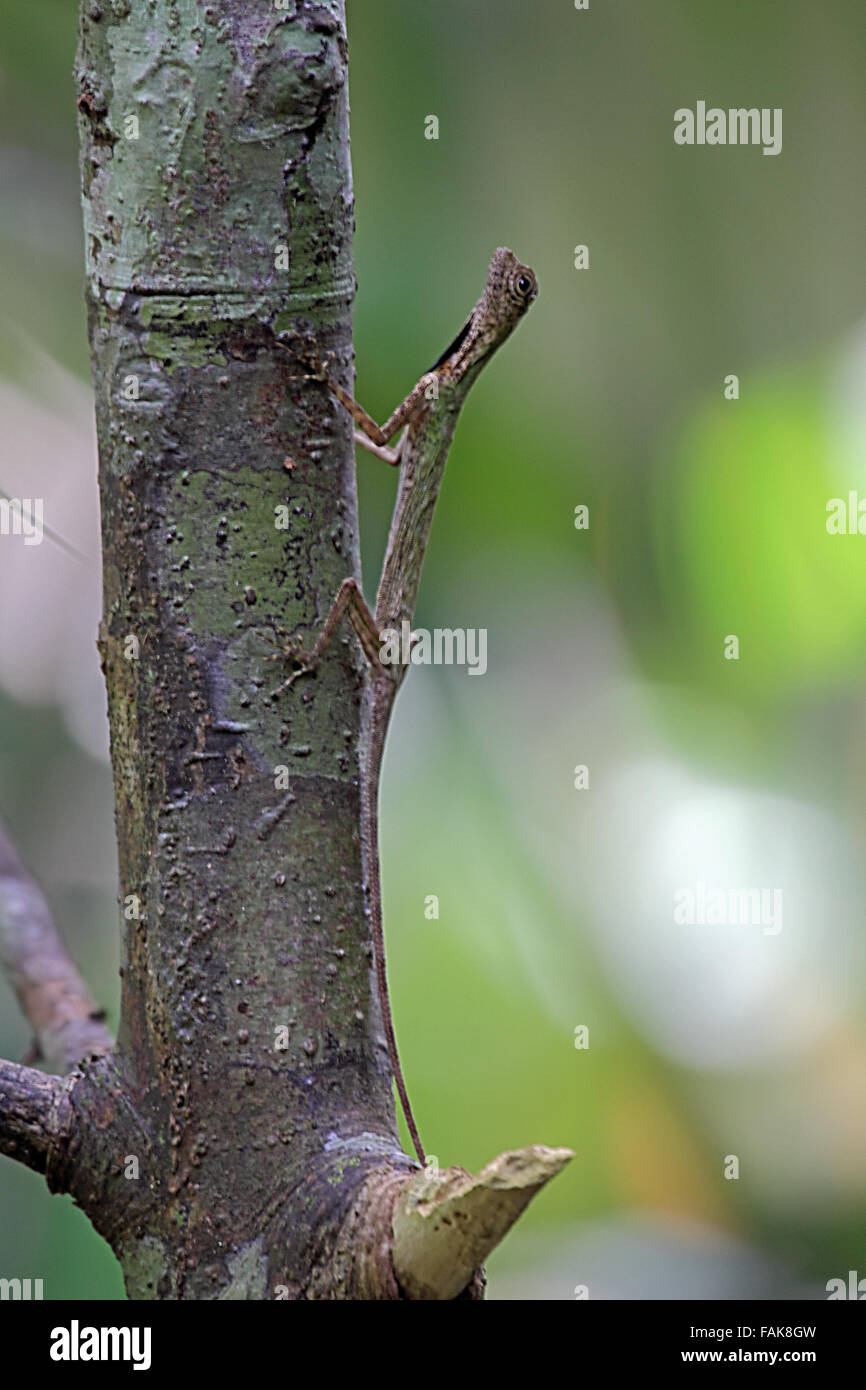 Black bearded flying lizard clinging to tree in Sabah Borneo Stock Photo