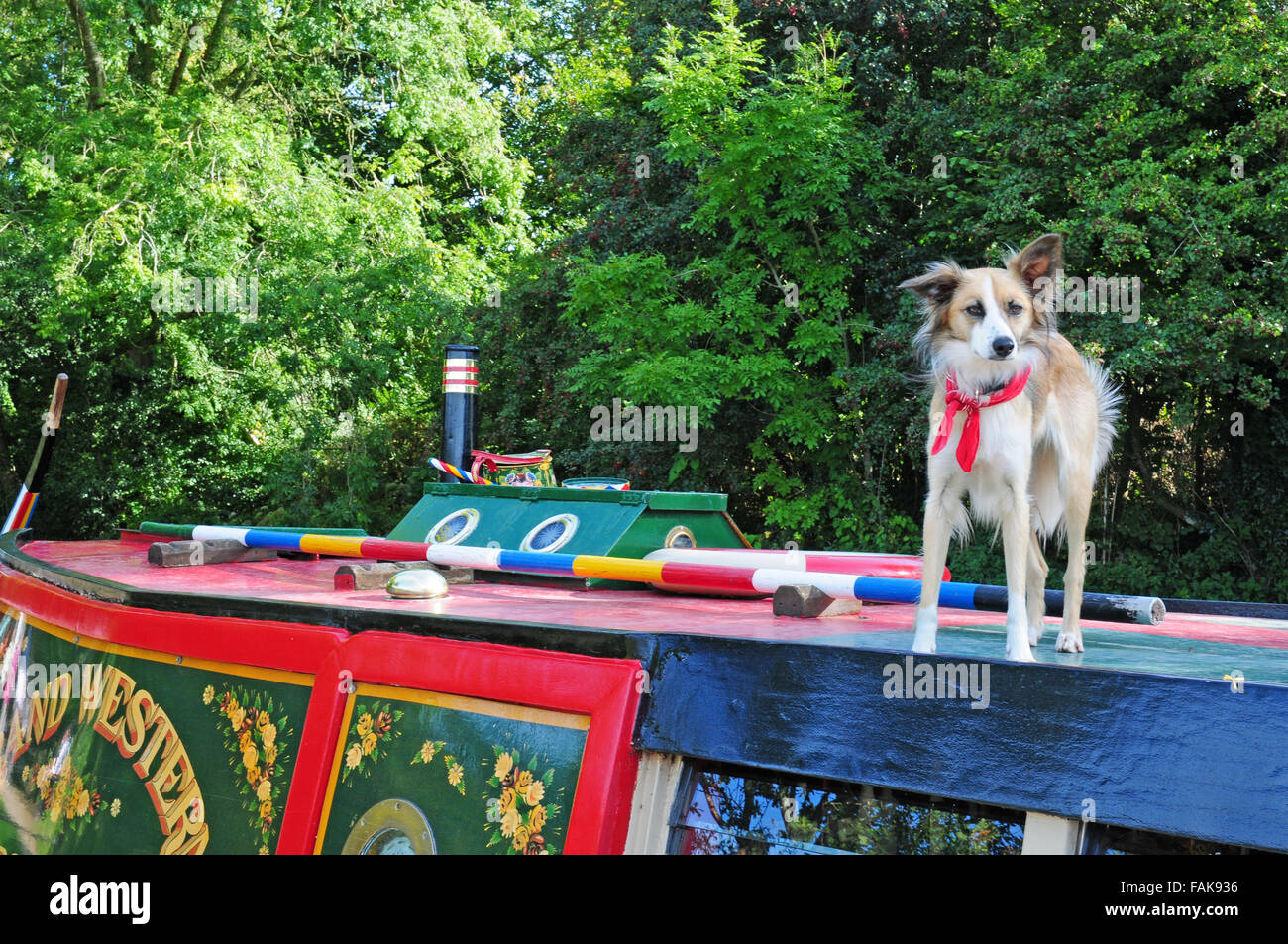 Dog with red spotted neckerchief on the roof of a barge, Grand Western Canal, Devon. Stock Photo