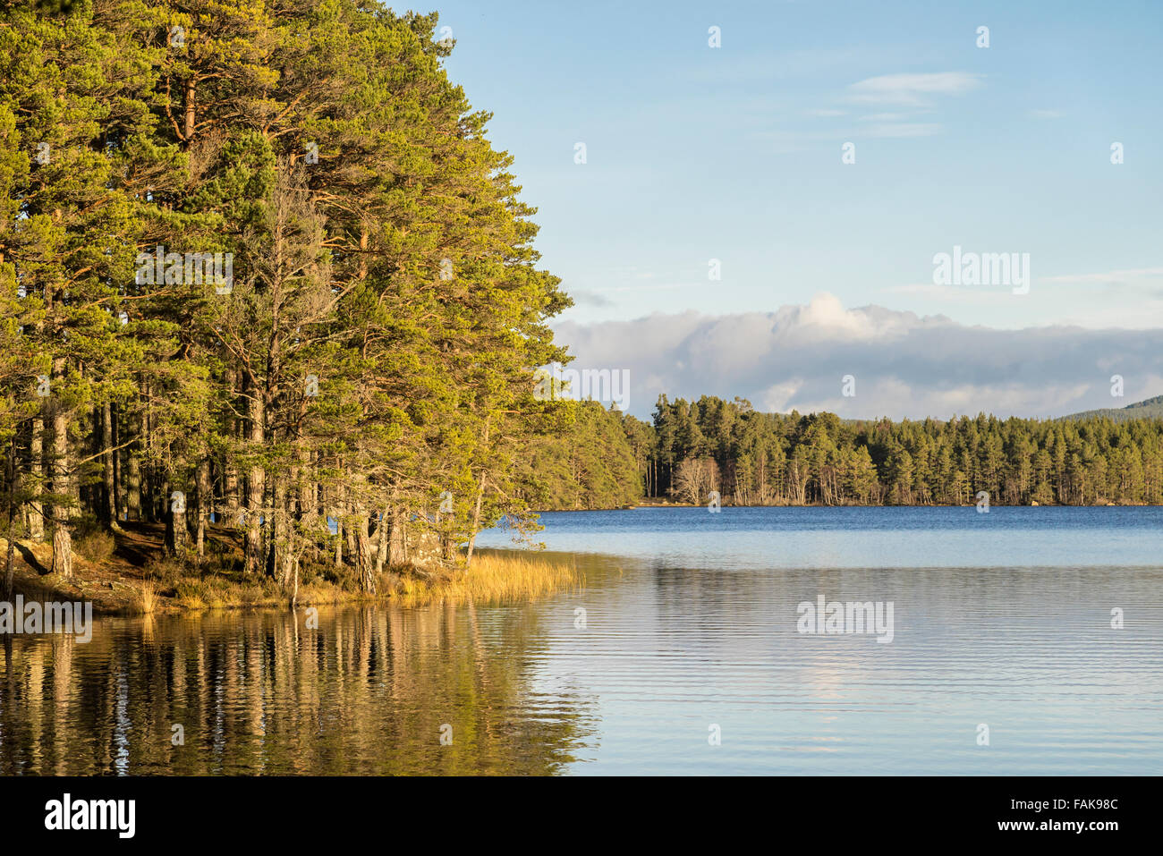 Loch Garten in the Cairngorms National Park of Scotland Stock Photo Alamy