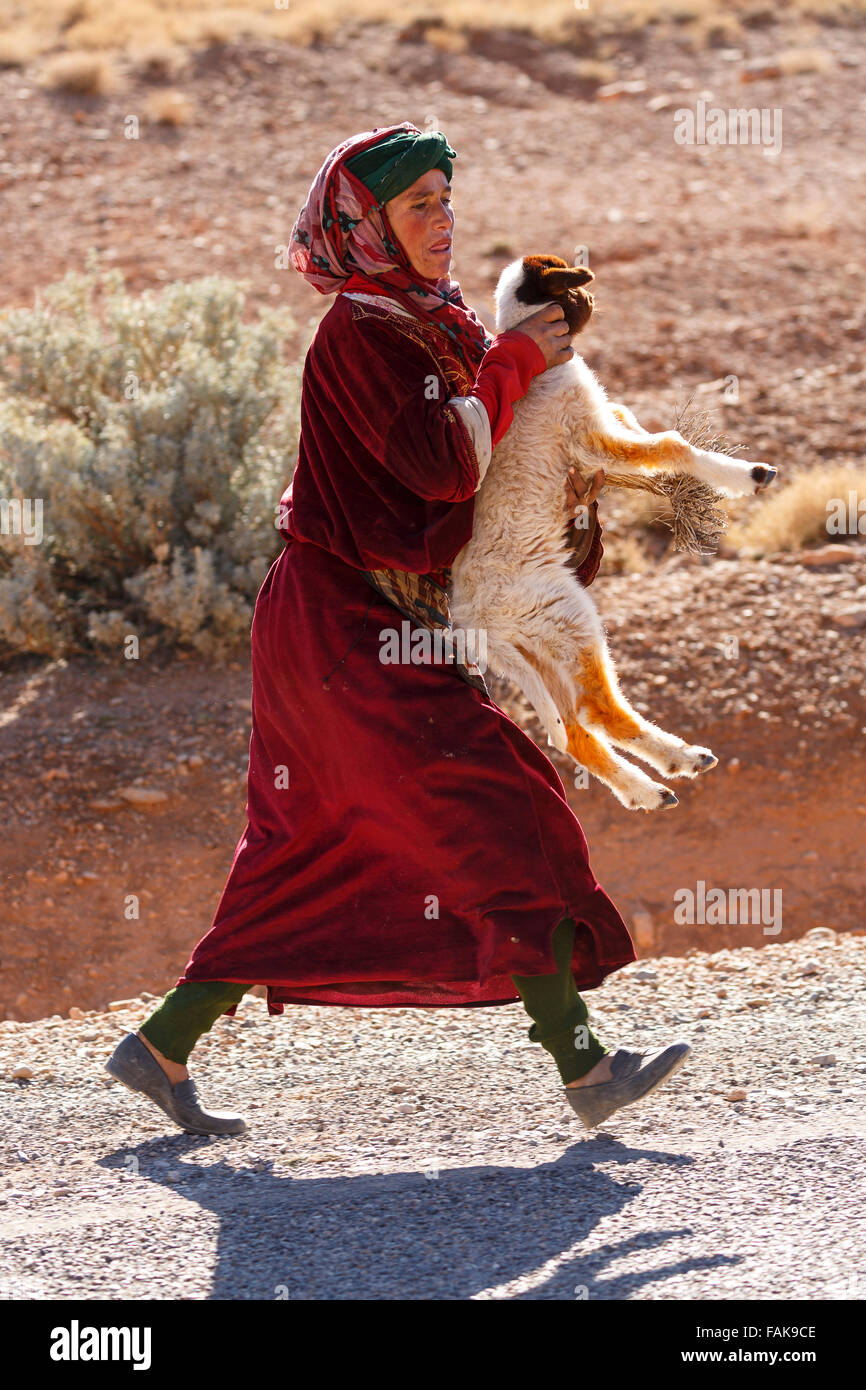 Nomad shepherdess and lamb . Morocco. North Africa. Stock Photo